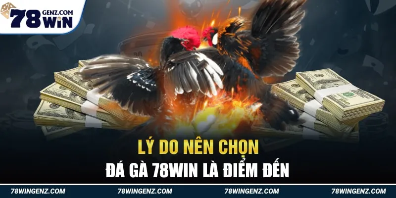 Lý Do Nên Chọn Đá Gà 78Win Là Điểm Đến